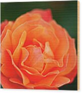 Orange Rose Wood Print