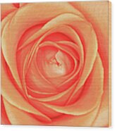 Orange Rose Wood Print
