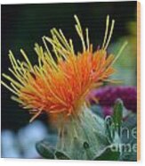 Orange Safflower Wood Print