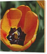 Orange Tulip Wood Print
