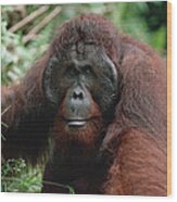 Orangutan Old Male Borneo Wood Print