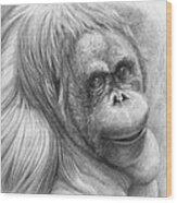 Orangutan - Pongo Pygmaeus Wood Print