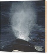 Orca Surfacing British Columbia Canada Wood Print