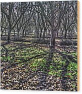 Orchard In Clements Wood Print
