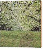 Orchard Wood Print