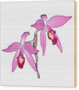 Orchid 1-1 Wood Print