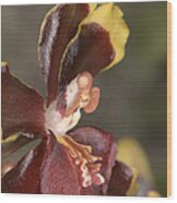 Orchid 493 Wood Print