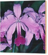 Orchid 6 Wood Print