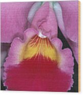 Orchid 8 Wood Print