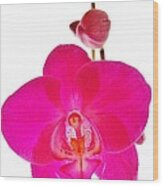 Orchid Angel 1 Wood Print