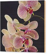 Orchid Delight Wood Print