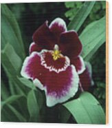 Orchid Flower Wood Print