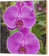 Orchid Wood Print