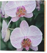 Orchid (phalaenopsis Mivaresse) Wood Print