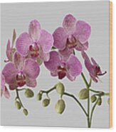 Orchid Plant On Grey Background Wood Print