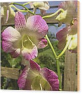 Orchid Splendor Wood Print