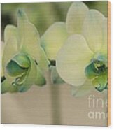 Orchid Wood Print