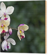Orchids Wood Print