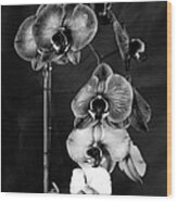 Orchids In Black And White Wood Print