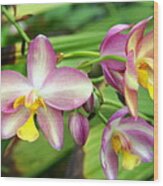 Orchids Wood Print