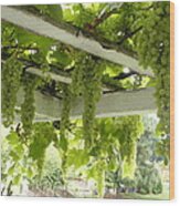 Oregon Green Grapes Wood Print