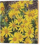 Oregon Sunflower Wood Print