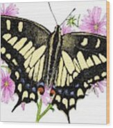 Oregon Swallowtail Butterfly Wood Print