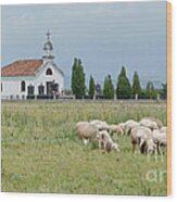 Orthodox Church And Sheep - Montenegro Wood Print