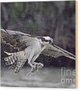 Osprey Catching Fish Wood Print