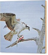 Osprey Eating Fish Wood Print