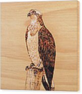 Osprey Wood Print