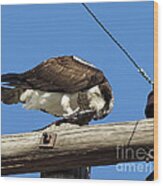 Osprey's Diet Wood Print