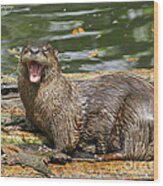 Otter Yawn Wood Print