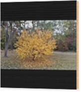 Our Cherry Tree!
#fall #fallleaves Wood Print