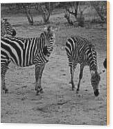 Out Of Africa  Zebras Wood Print