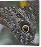 Owl Butterfly Wood Print