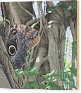 Owl Butterfly In Hiding Wood Print
