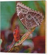 Owl Butterfly Wood Print