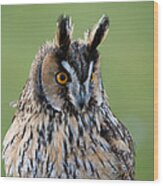 Owl Portrait Wood Print