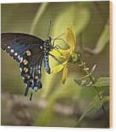 Ozark Spicebush Swallowtail On Sunflower Wood Print