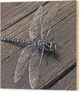 Pacific Forktail Wood Print