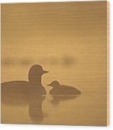 Pacific Loon And Chick On Misty Lake Wood Print