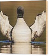 Pacific Loon Wing Flap Wood Print