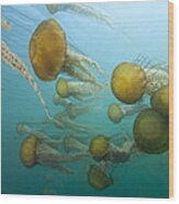 Pacific Sea Nettles Monterey Bay Wood Print