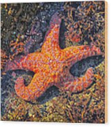Pacific Starfish Wood Print