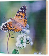 Painted Lady Butterfly 1 Wood Print