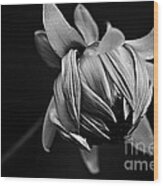 Painterly Dahlia Bud In Black And White Wood Print