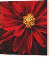 Painterly Dahlia Flower Wood Print