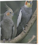 Pair Of Cockatiels On Branch Wood Print