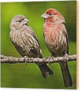Pair Of House Finches In A Tree Wood Print